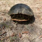 Painted Turtle