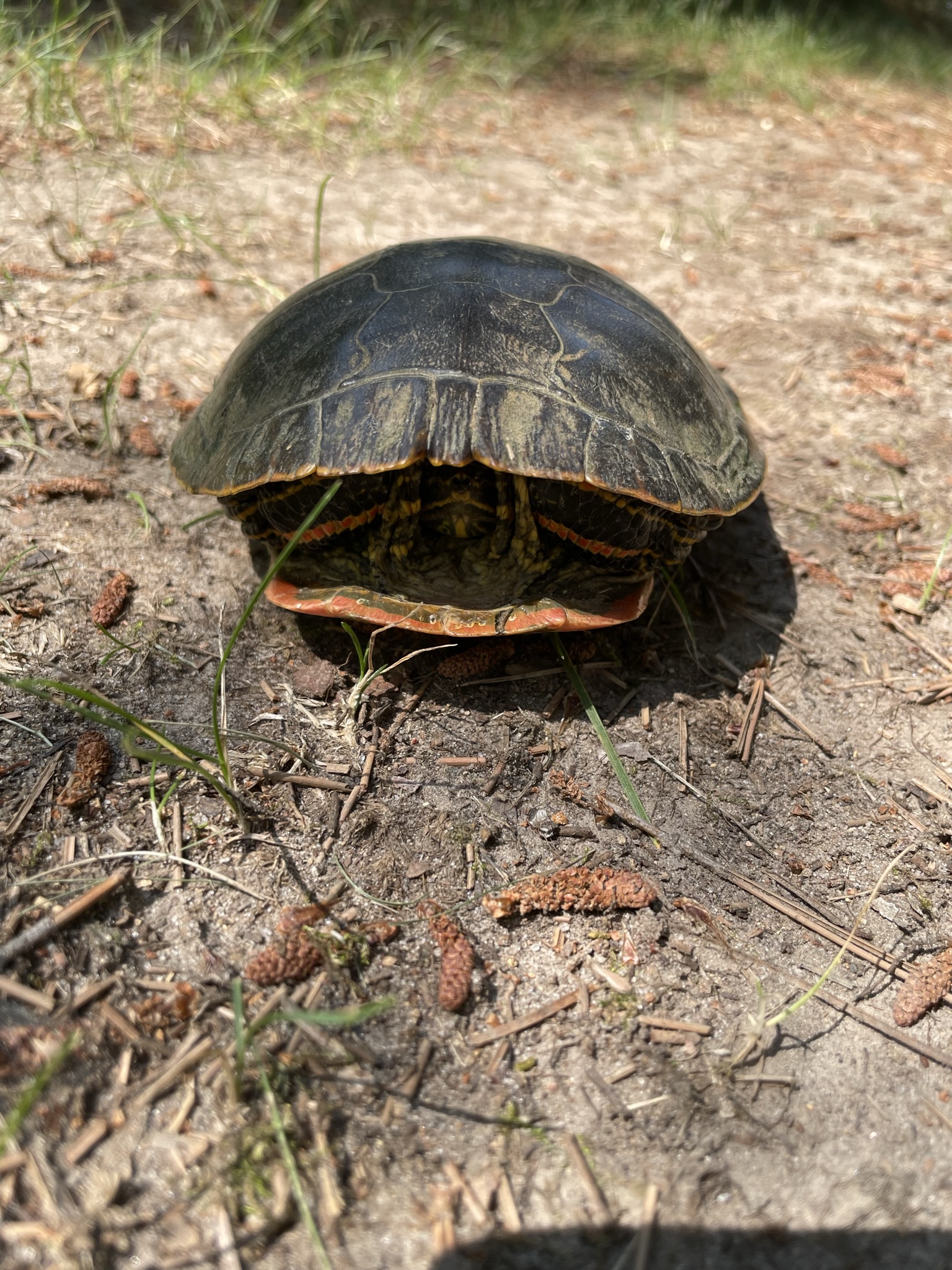 Painted Turtle