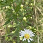 Panicled Aster (Symphyotrichum lanceolatum)