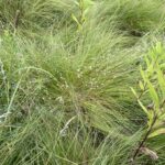 Prairie Dropseed (Sporobolus heterolepis)