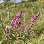 Purple Loosestrife (Lythrum salicaria)