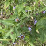 Purple-Stemmed Aster (Symphyotrichum puniceum)