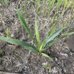 Rattlesnake Master (Eryngium yuccifolium)