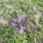 Rocky Mountain Bee Plant (Peritoma serrulata)