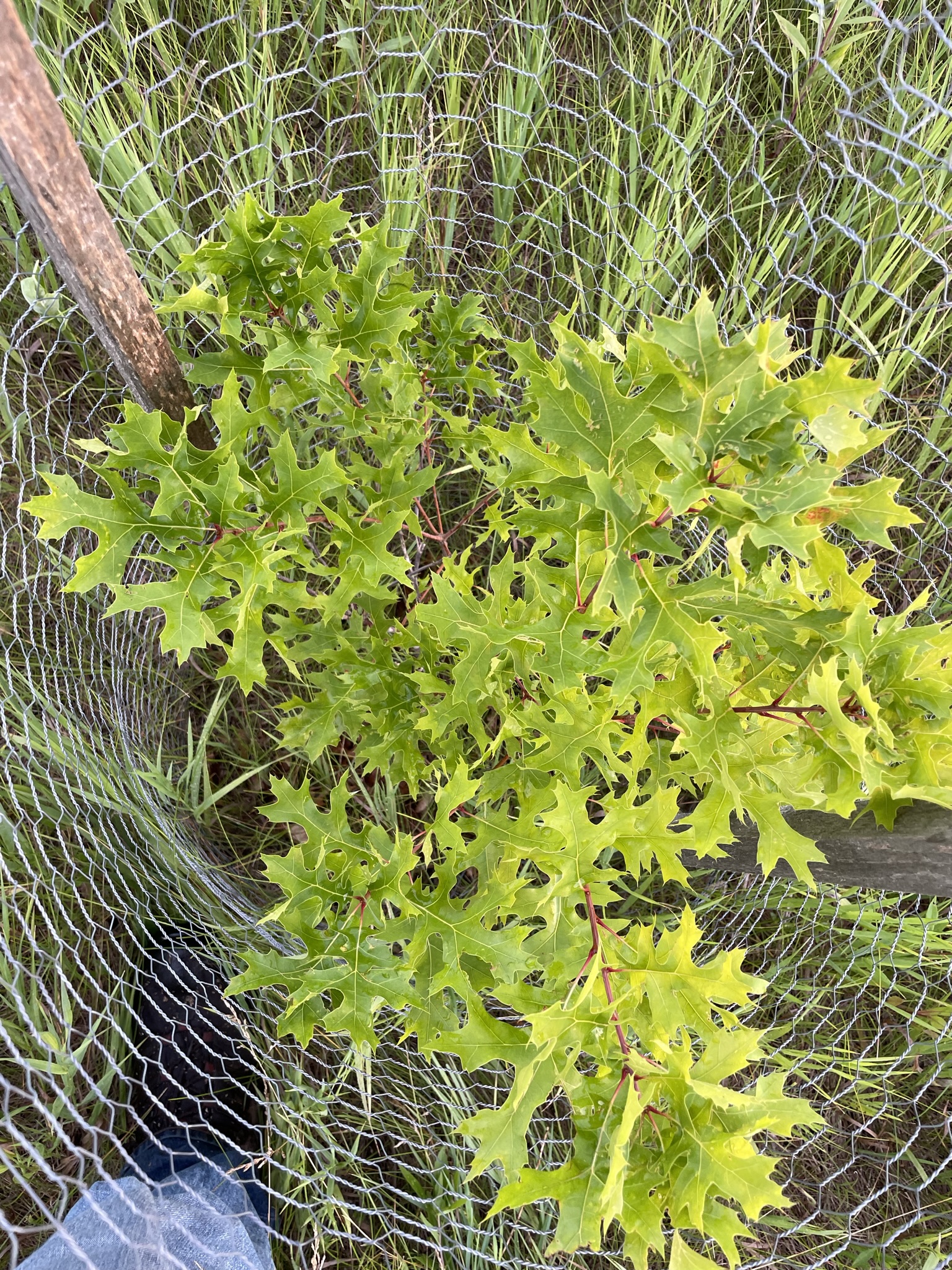 Scarlet Oak (Quercus coccinea)