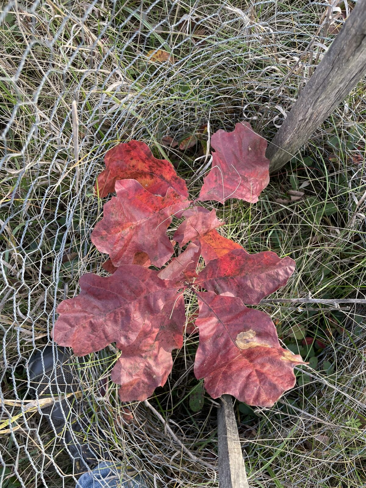 Scarlet Oak (Quercus coccinea)