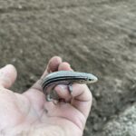 Prairie Skink (Plestiodon septentrionalis)