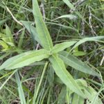 Swamp Smartweed (Persicaria amphibia)