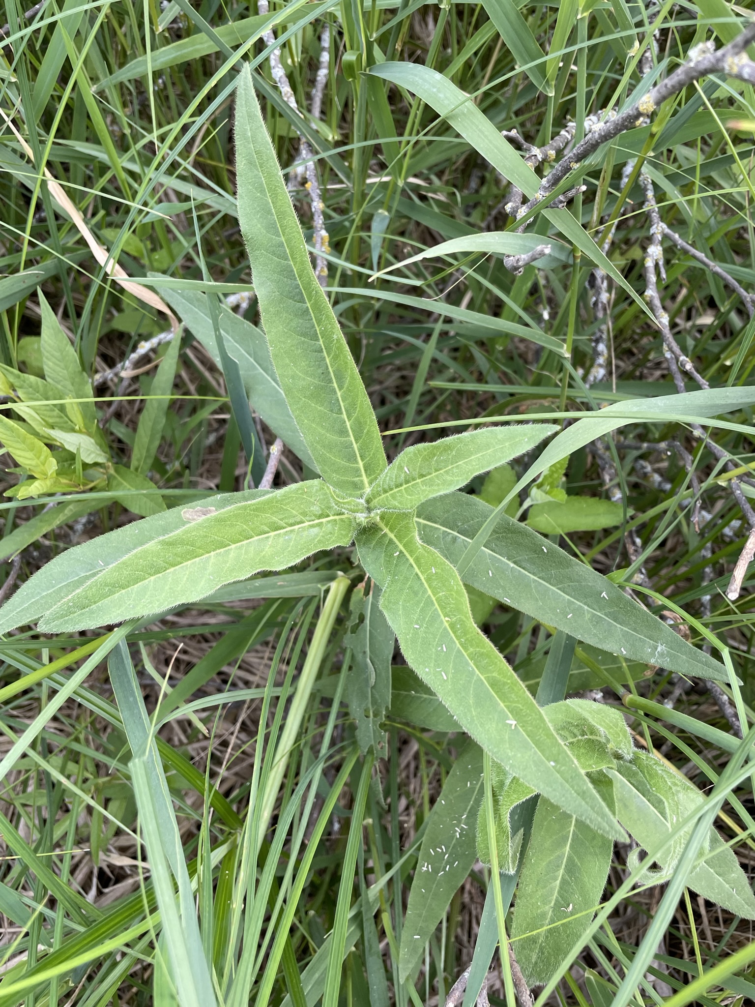 Swamp Smartweed (Persicaria amphibia)