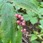 False Solomon's Seal (Maianthemum racemosum)