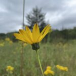 Stiff Sunflower (Helianthus pauciflorus)