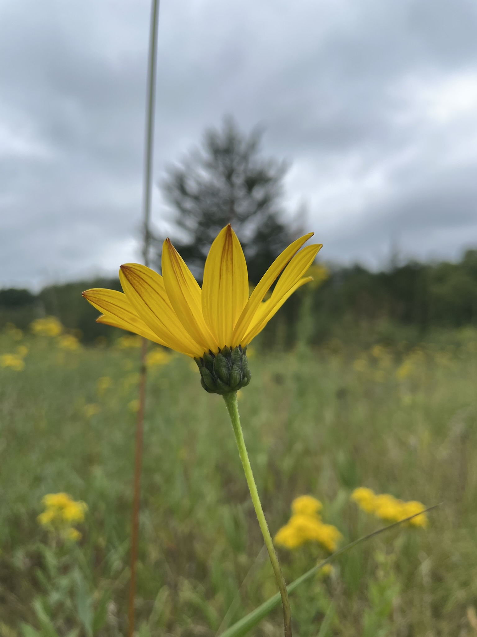 Stiff Sunflower (Helianthus pauciflorus)