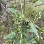 Swamp Lousewort (Pedicularis lanceolata)