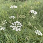 Water Hemlock (Cicuta maculata)