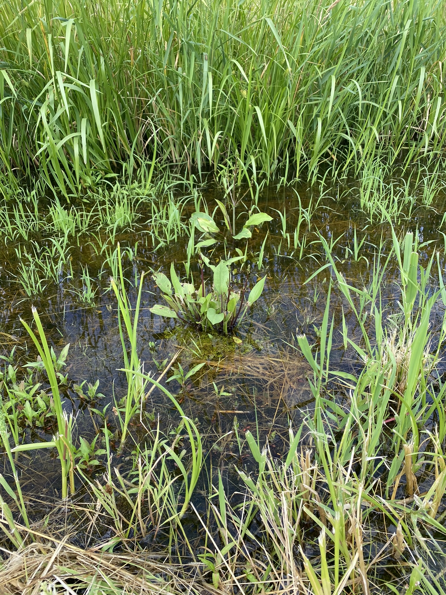 Northern Water Plantain (Alisma triviale)