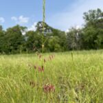 Wild Rice (Zizania palustris)