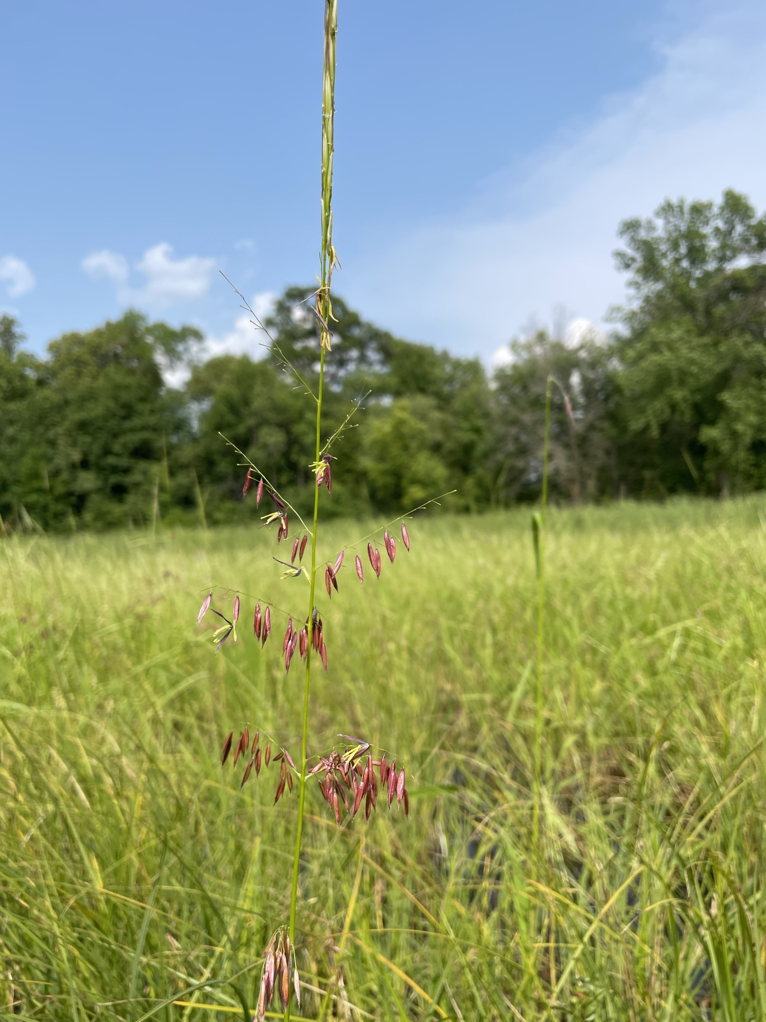 Wild Rice (Zizania palustris)