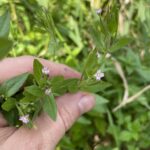 Fringed Willowherb (Epilobium ciliatum)