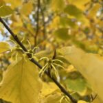 Witch Hazel (Hamamelis virginiana)