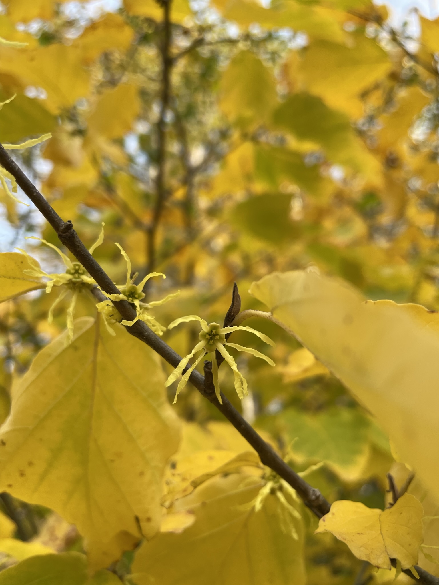 Witch Hazel (Hamamelis virginiana)