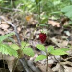 Woodland Strawberry (Fragaria vesca)