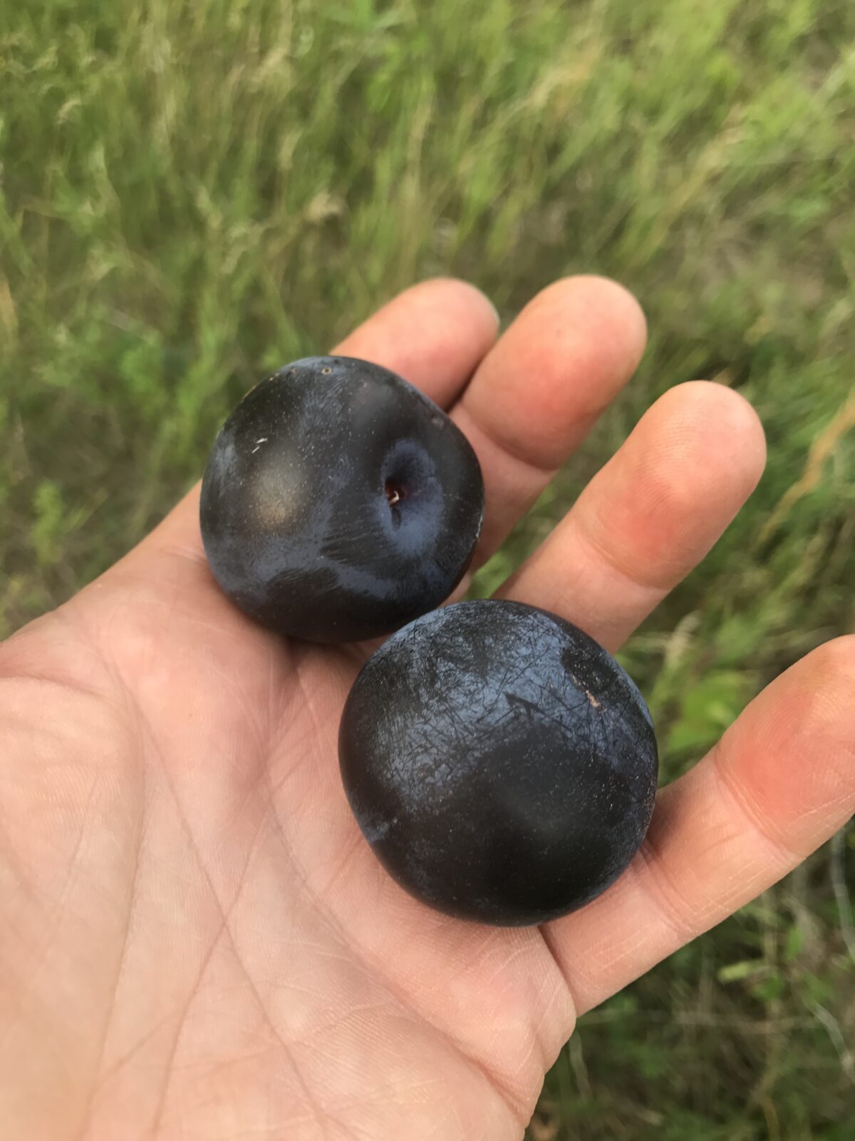 Black Ice Plum