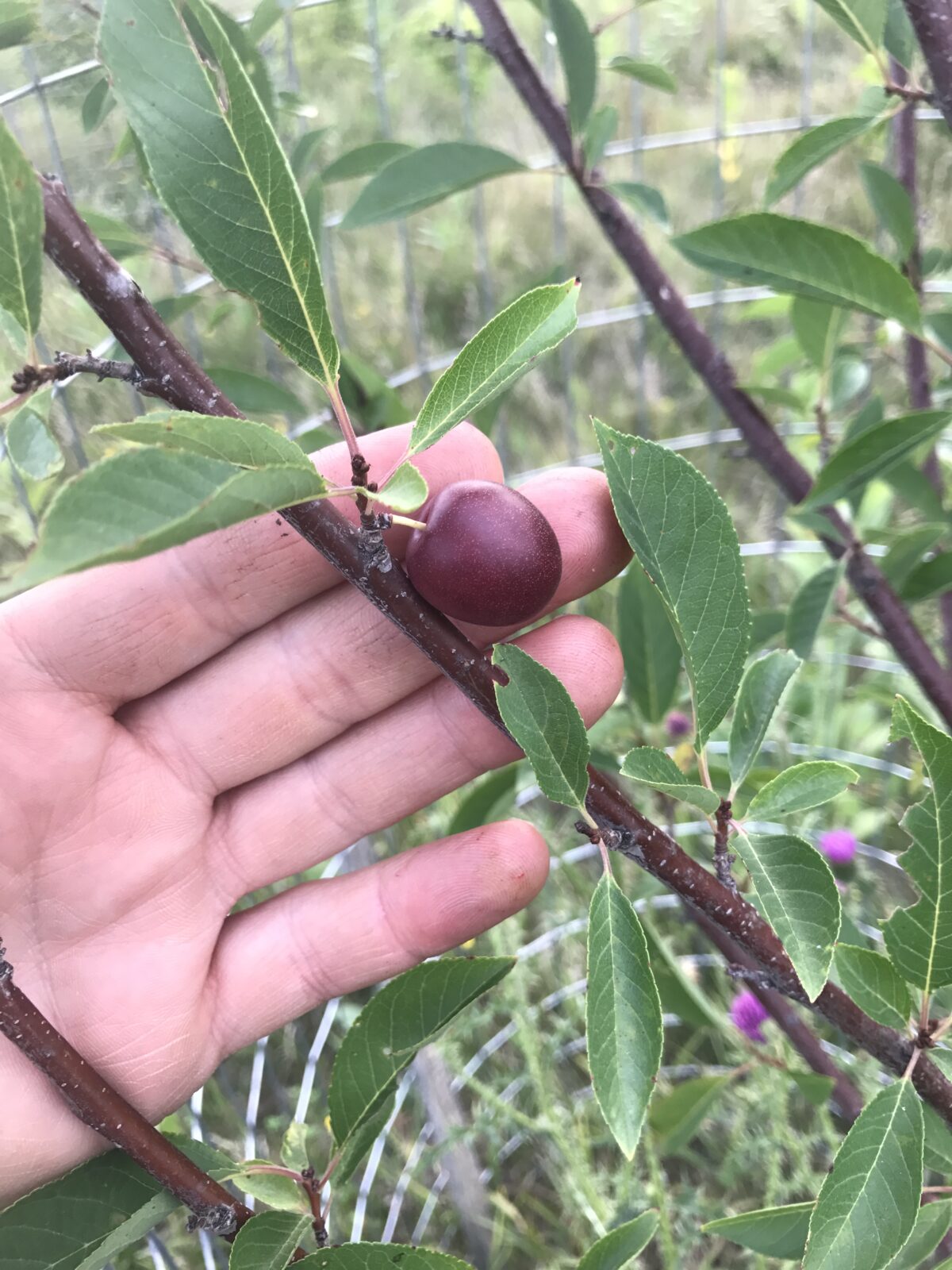 Compass Cherry Plum