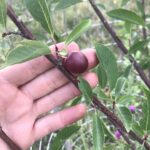 Compass Cherry Plum