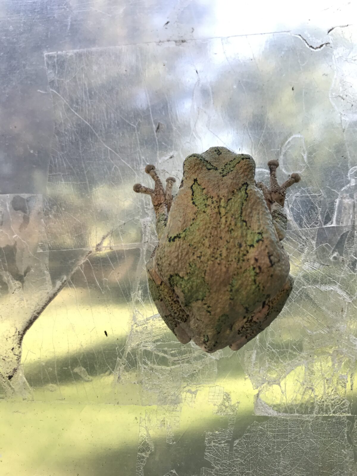 Gray Treefrog (Hyla versicolor)