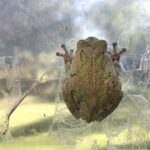 Gray Treefrog (Hyla versicolor)