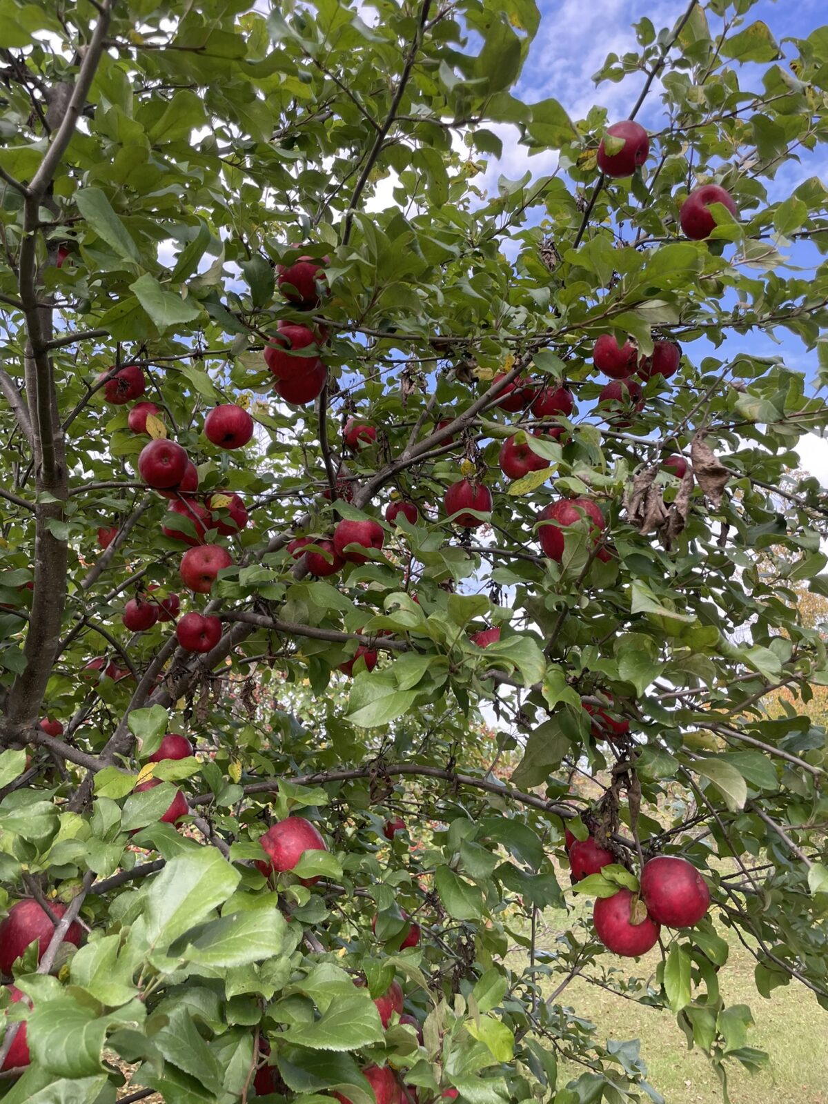 Honeycrisp Apple
