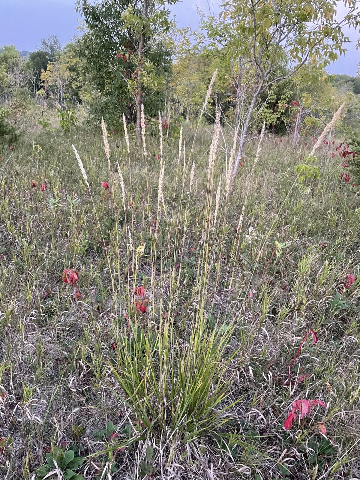 Junegrass (Koeleria macrantha)