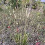 Junegrass (Koeleria macrantha)