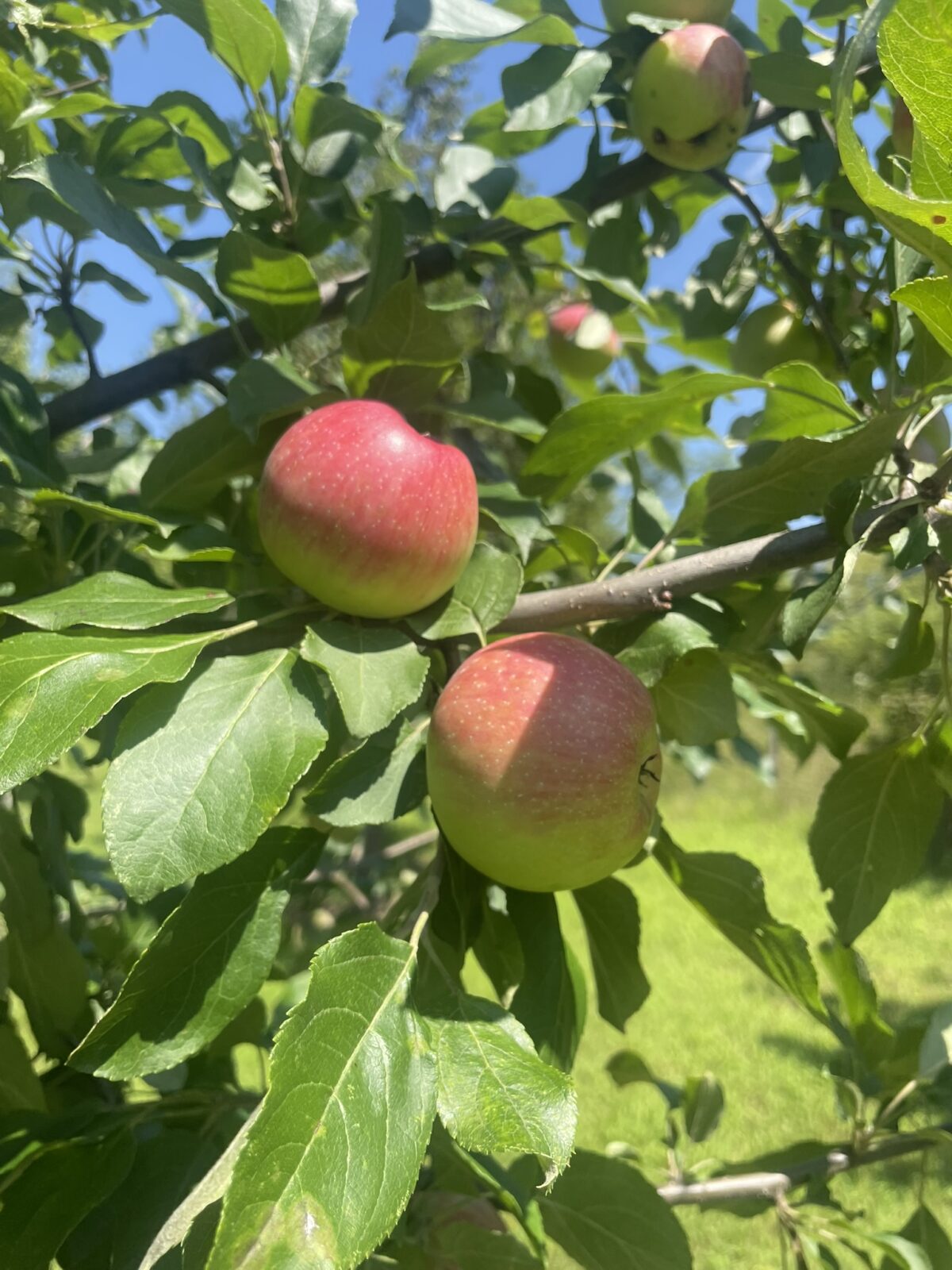 Kinderkrisp Apple