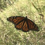 Monarch (Danaus plexippus)