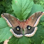 Polyphemus Moth (Antheraea polyphemus)