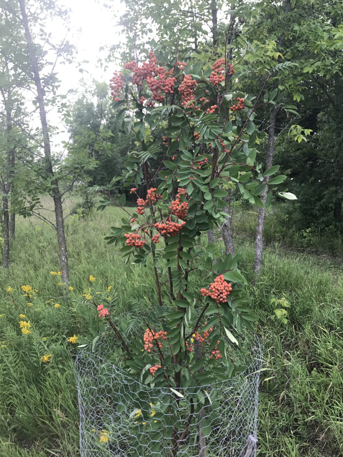 Showy Mountain Ash (Sorbus decora)