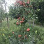 Showy Mountain Ash (Sorbus decora)