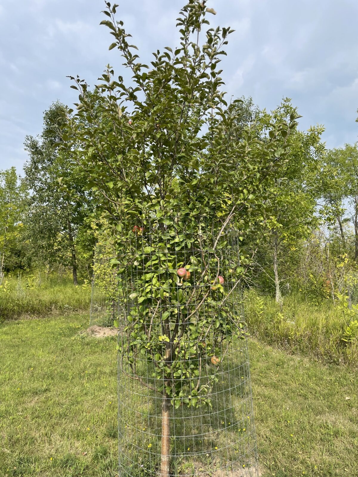 Snowsweet Apple