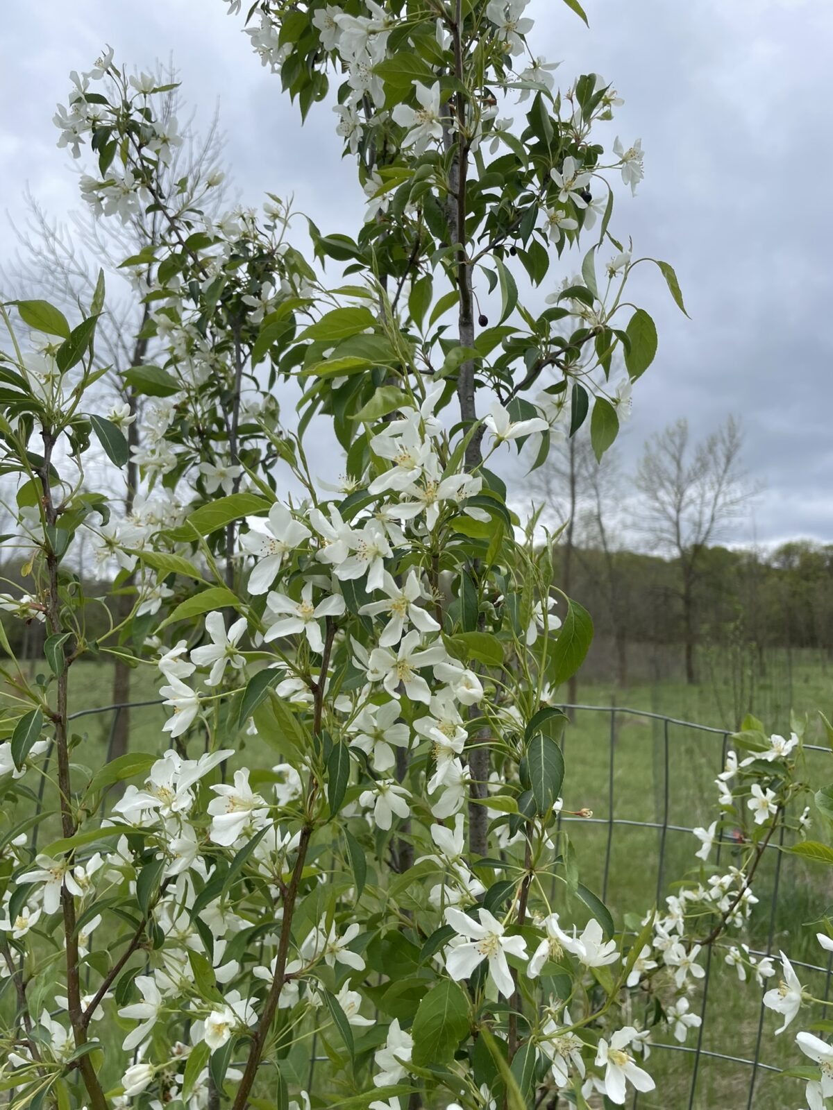 Starlite