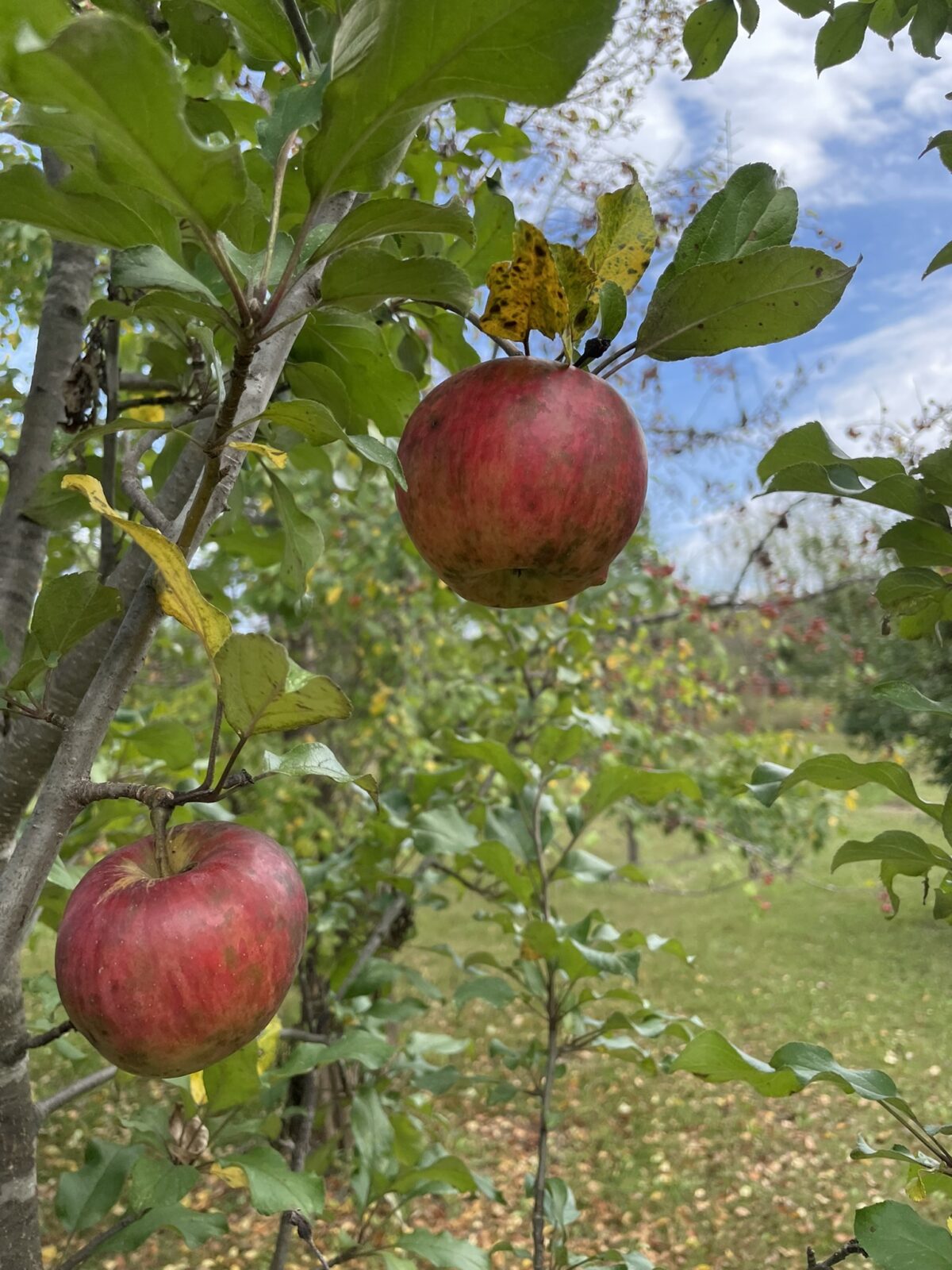 Sweet Sixteen Apple