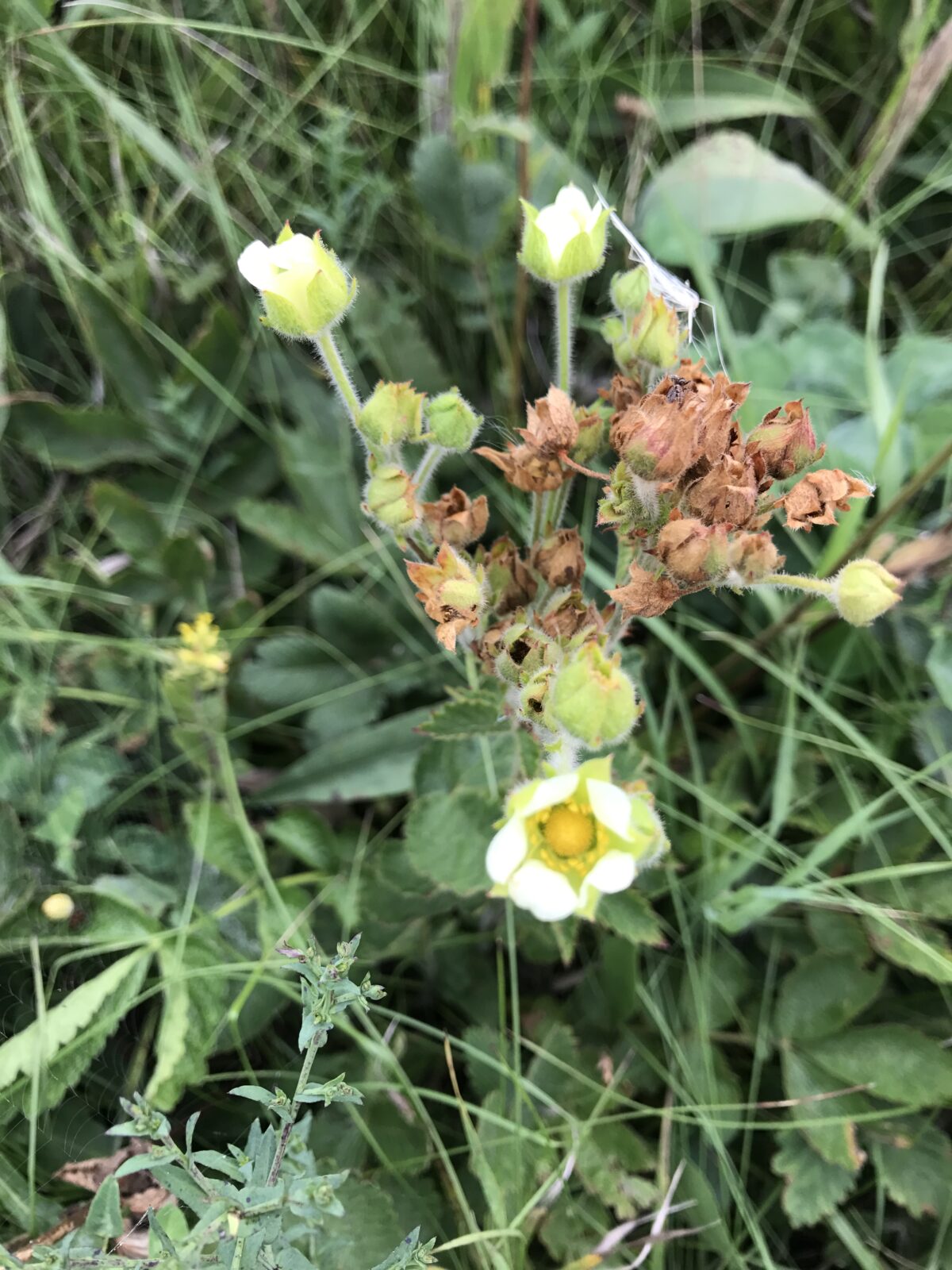 Tall Cinquefoil (Drymocallis argutaTall Cinquefoil)