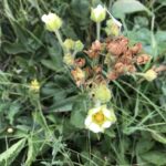 Tall Cinquefoil (Drymocallis argutaTall Cinquefoil)