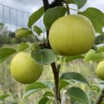 Tarawa Asian Pear