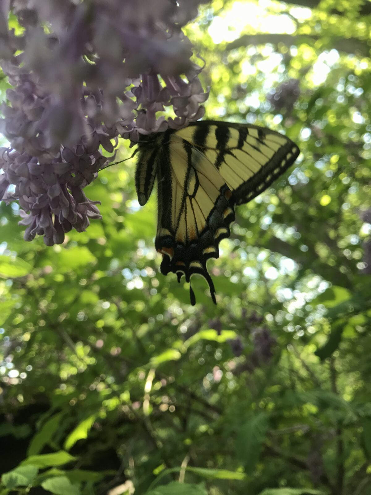 Eastern Tiger Swallowtail (Papilio glaucus)