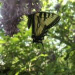 Eastern Tiger Swallowtail (Papilio glaucus)