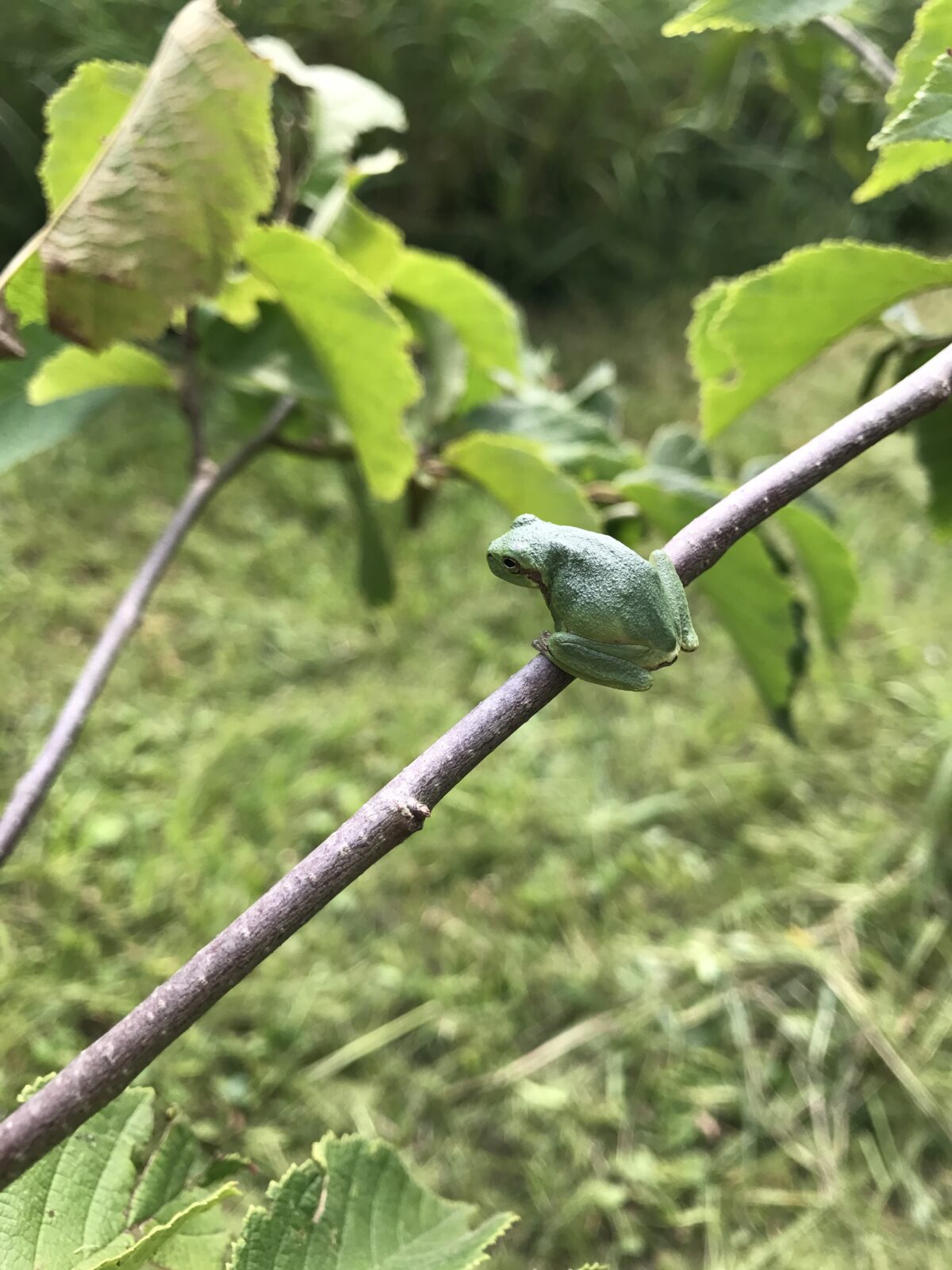 Cope’s Gray Treefrog (Hyla chrysoscelis)