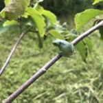 Cope's Gray Treefrog (Hyla chrysoscelis)