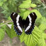 White Admiral (Limenitis arthemis arthemis)