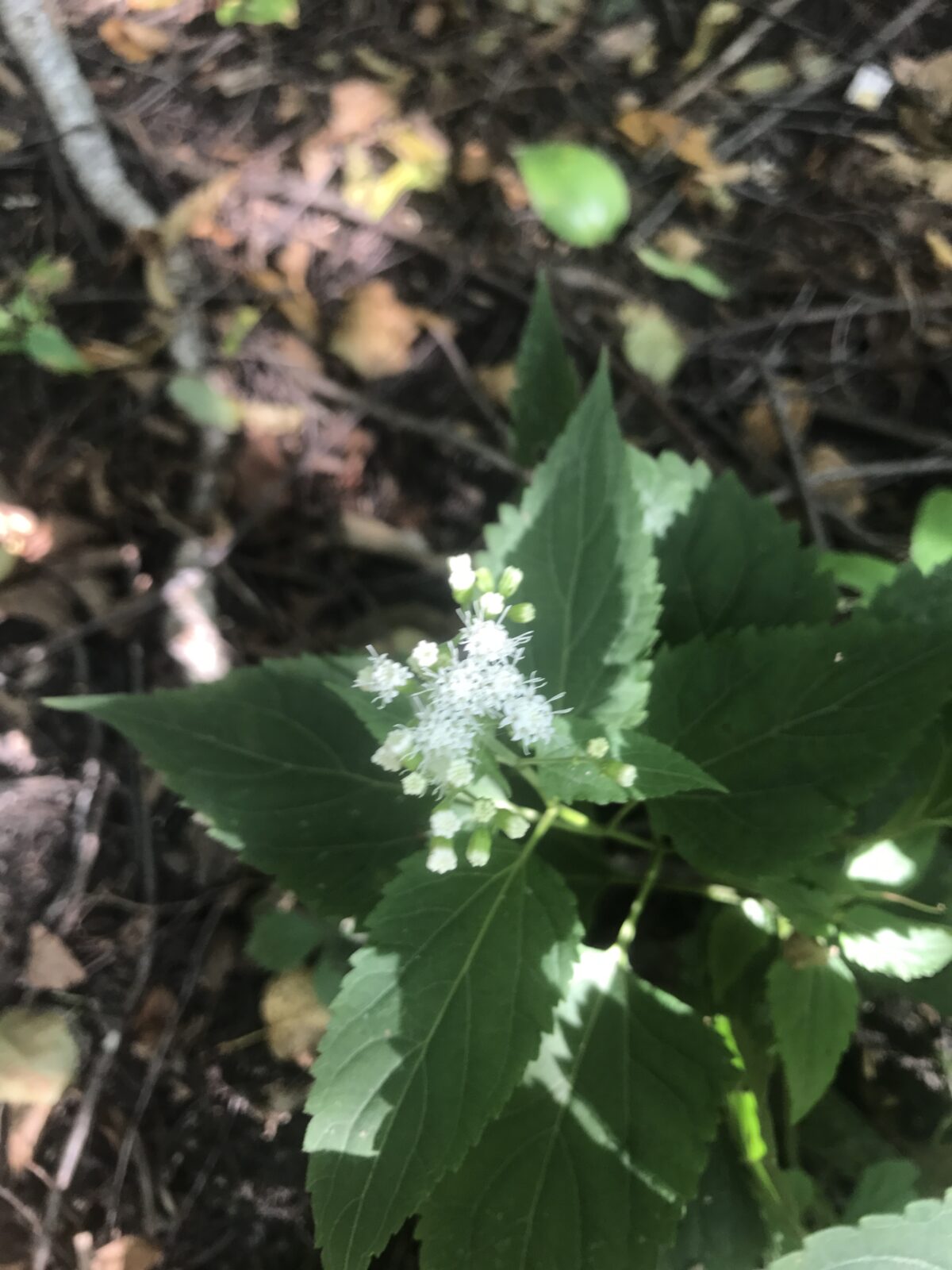 White Snakeroot (Ageratina altissima)